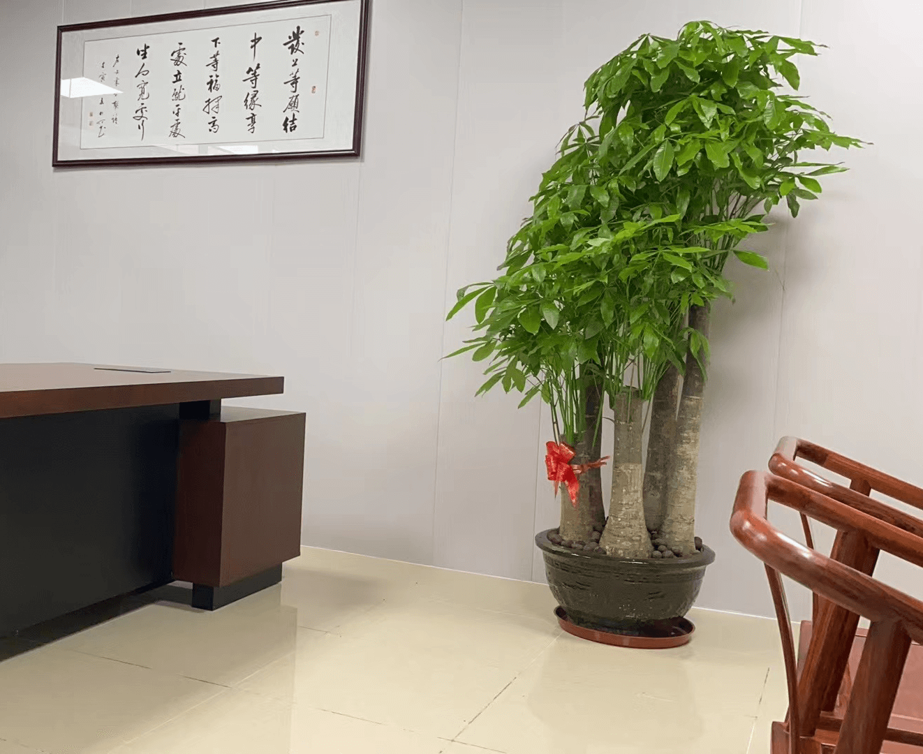 董事长五杆发财树